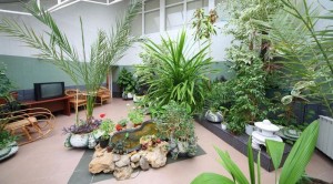 plantes